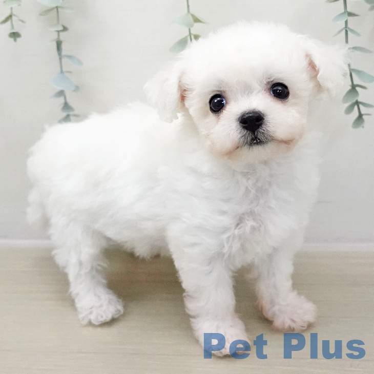 山形県のビションフリーゼ (ペットプラス 天童店/2025年11月9日生まれ/女の子/ホワイト)の子犬の2枚目の画像