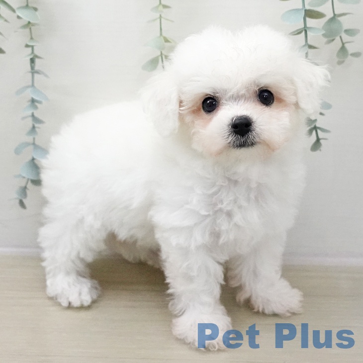 埼玉県のビションフリーゼ (ペッツワン 吉川美南店/2025年11月9日生まれ/女の子/ホワイト)の子犬の1枚目の画像