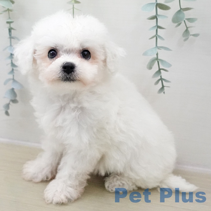 埼玉県のビションフリーゼ (ペッツワン 吉川美南店/2025年11月9日生まれ/女の子/ホワイト)の子犬の2枚目の画像