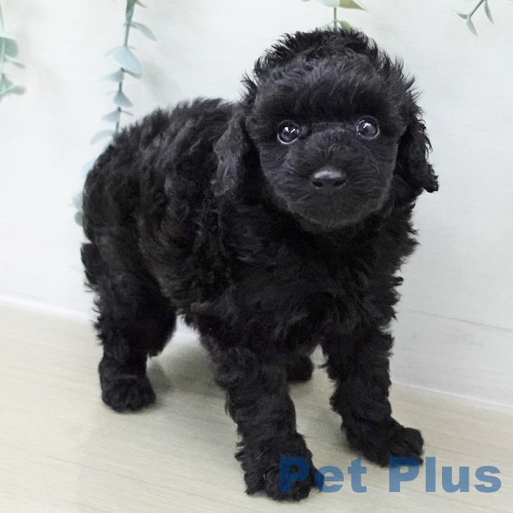 茨城県のトイプードル(トイ) (ペットプラス つくば店/2025年11月9日生まれ/女の子/ブラック)の子犬の1枚目の画像