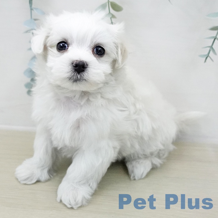 埼玉県のマルチーズ (ペットプラス ららぽーと新三郷店/2025年11月9日生まれ/男の子/ホワイト)の子犬
