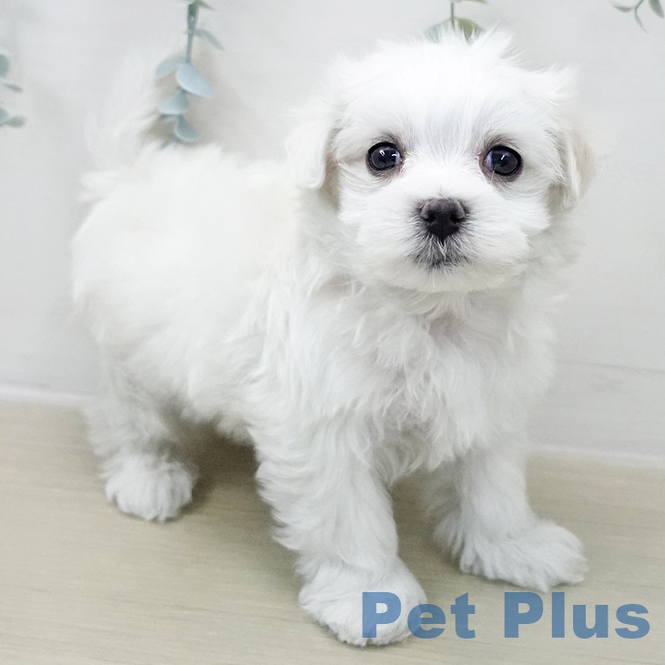 埼玉県のマルチーズ (ペットプラス ららぽーと新三郷店/2025年11月9日生まれ/男の子/ホワイト)の子犬の2枚目の画像