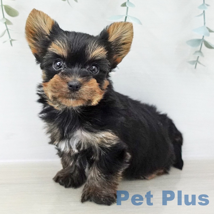 埼玉県のヨークシャーテリア (ペッツワン 吉川美南店/2025年11月8日生まれ/男の子/スチールブルータン)の子犬の1枚目の画像