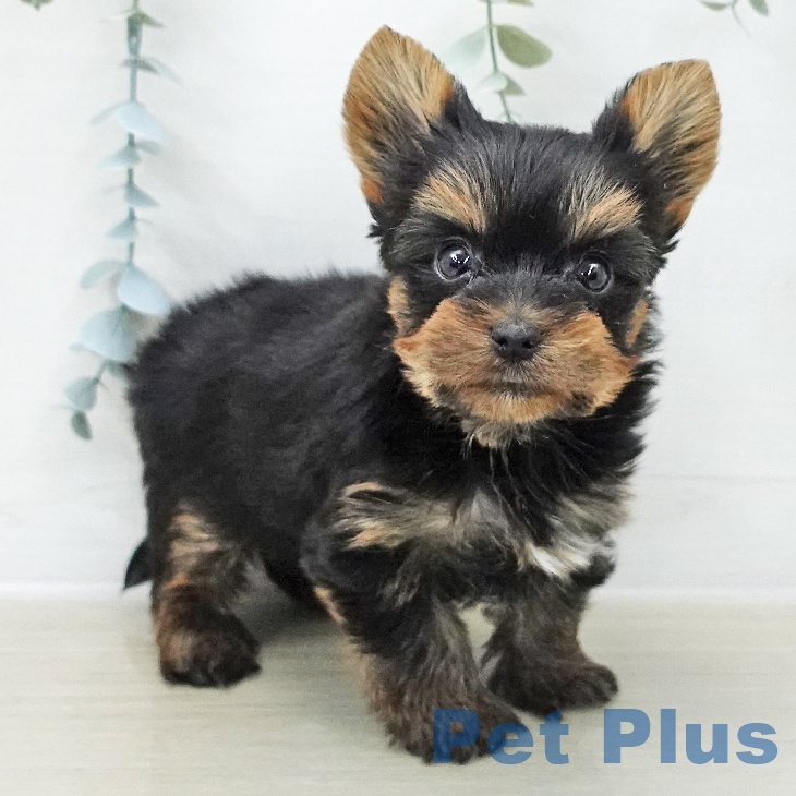 埼玉県のヨークシャーテリア (ペッツワン 吉川美南店/2025年11月8日生まれ/男の子/スチールブルータン)の子犬の2枚目の画像