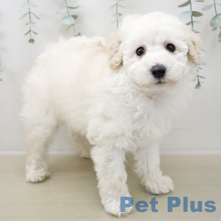 神奈川県のトイプードル(トイ) (ペットプラス テラスモール湘南店/2025年11月8日生まれ/男の子/ホワイト)の子犬の1枚目の画像