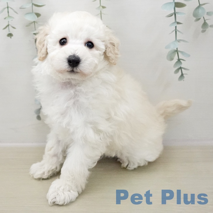 神奈川県のトイプードル(トイ) (ペットプラス テラスモール湘南店/2025年11月8日生まれ/男の子/ホワイト)の子犬の2枚目の画像