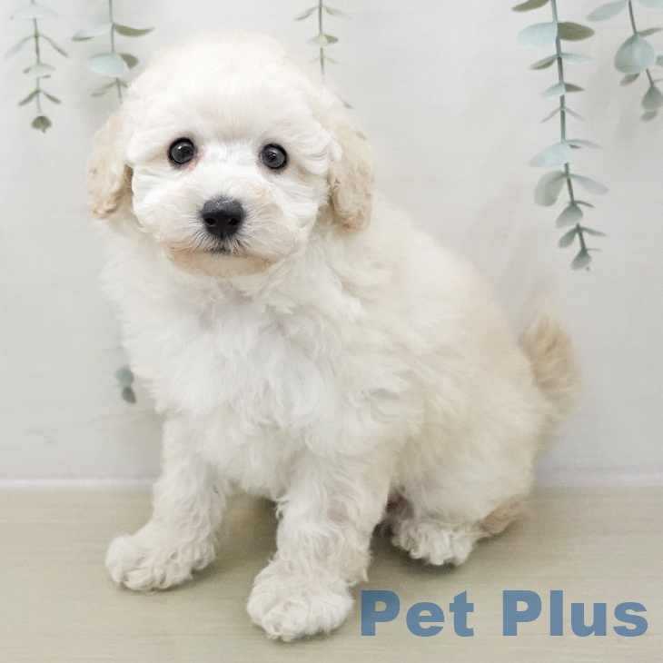 埼玉県のトイプードル(トイ) (ペットプラス イオンモール春日部店/2025年11月8日生まれ/男の子/ホワイト)の子犬の1枚目の画像