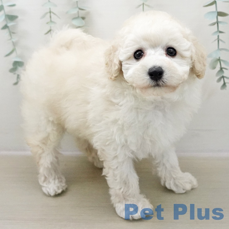 埼玉県のトイプードル(トイ) (ペットプラス イオンモール春日部店/2025年11月8日生まれ/男の子/ホワイト)の子犬の2枚目の画像