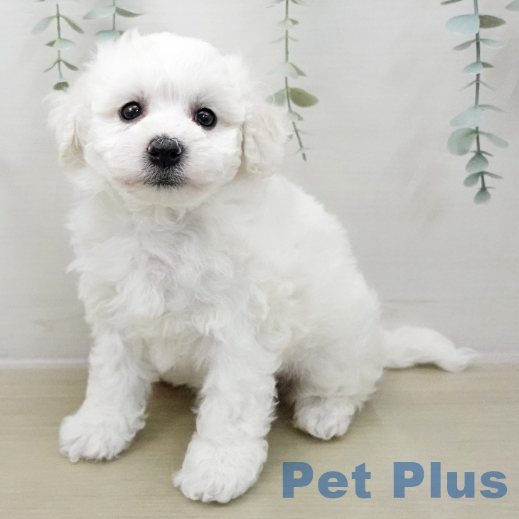 東京都のビションフリーゼ (ペットプラス 板橋店/2025年11月8日生まれ/男の子/ホワイト)の子犬の1枚目の画像