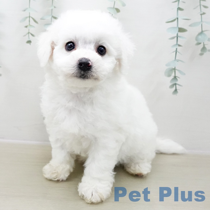 千葉県のビションフリーゼ (ペットプラス 木更津店/2025年11月8日生まれ/男の子/ホワイト)の子犬の1枚目の画像