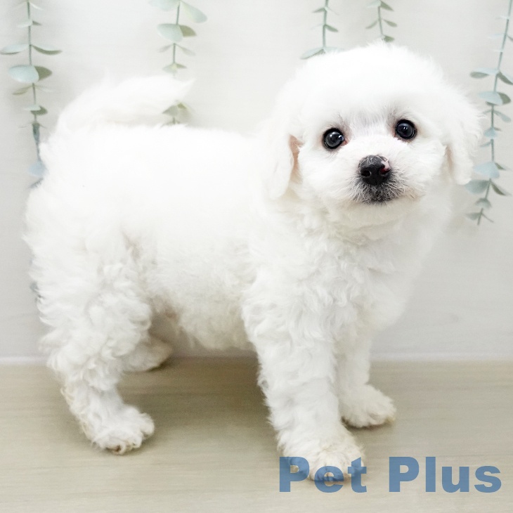 千葉県のビションフリーゼ (ペットプラス 木更津店/2025年11月8日生まれ/男の子/ホワイト)の子犬の2枚目の画像