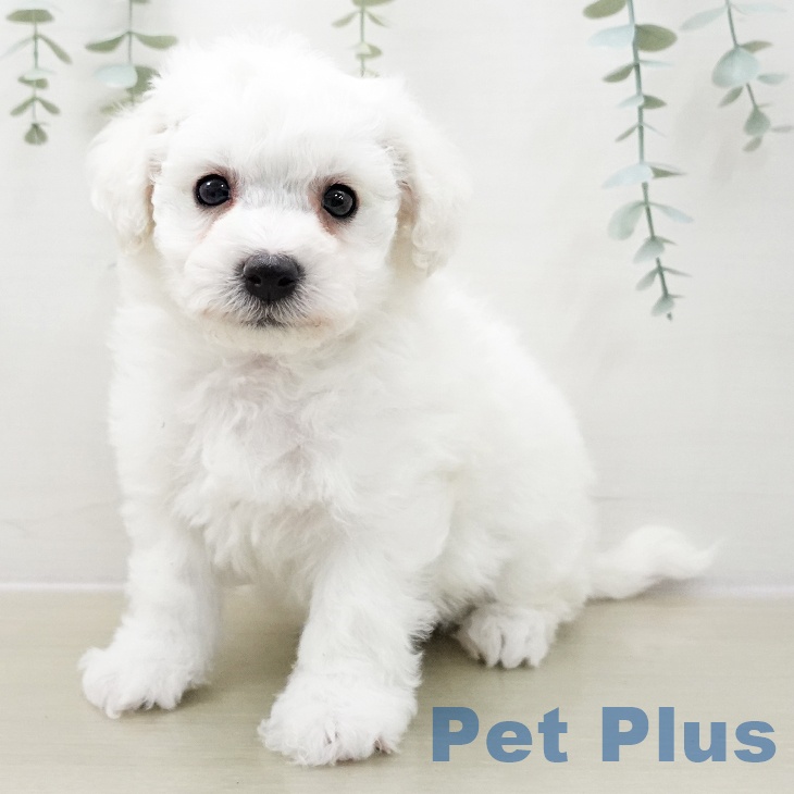 宮城県のビションフリーゼ (ペットプラス 仙台泉大沢店/2025年11月8日生まれ/男の子/ホワイト)の子犬の1枚目の画像