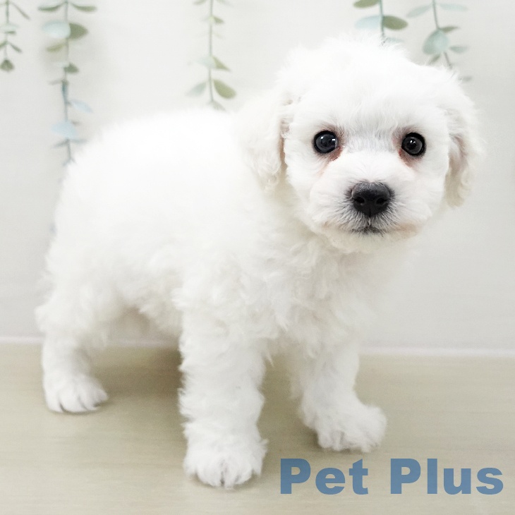 宮城県のビションフリーゼ (ペットプラス 仙台泉大沢店/2025年11月8日生まれ/男の子/ホワイト)の子犬の2枚目の画像