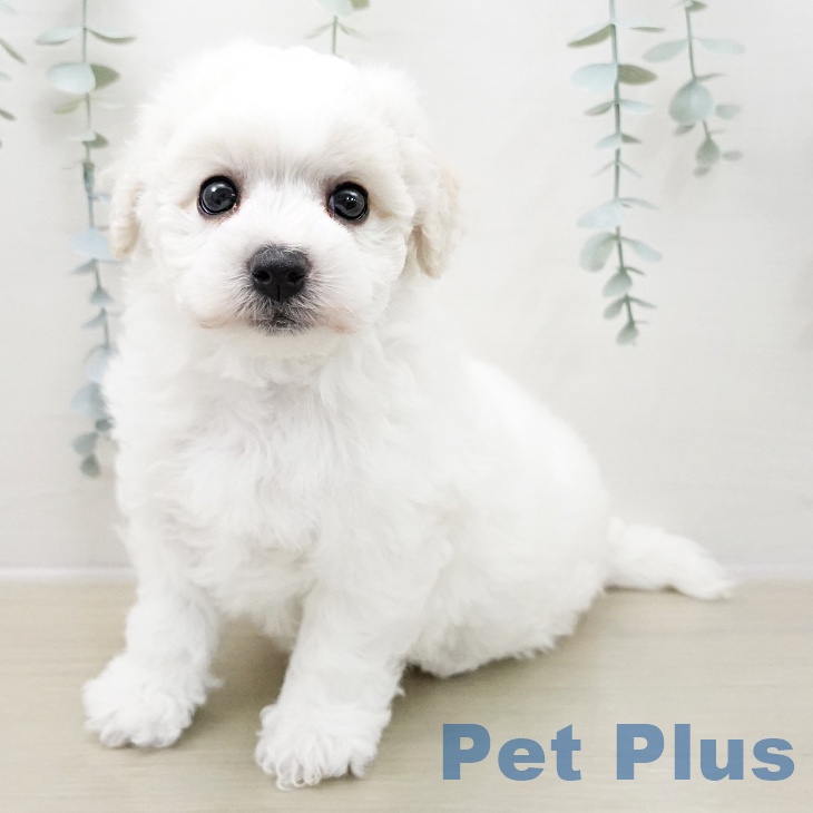 埼玉県のビションフリーゼ (ペットプラス 八潮店/2025年11月8日生まれ/男の子/ホワイト)の子犬の1枚目の画像
