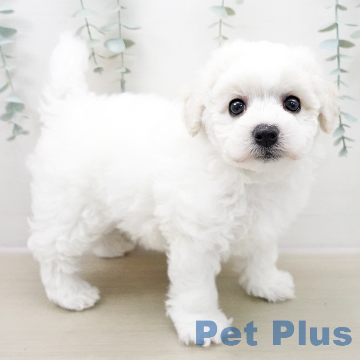 埼玉県のビションフリーゼ (ペットプラス 八潮店/2025年11月8日生まれ/男の子/ホワイト)の子犬の2枚目の画像