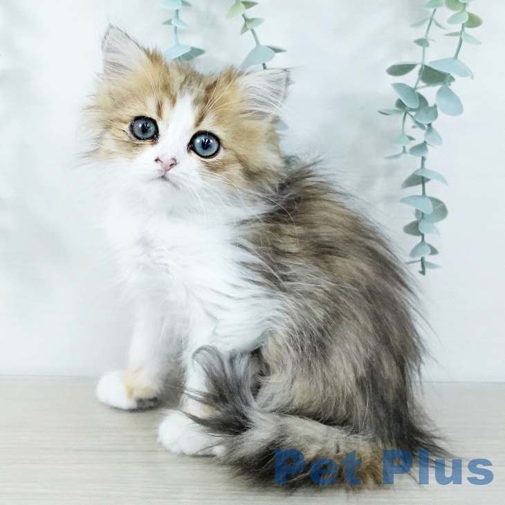 神奈川県のミヌエット (ペットプラス ビアレ横浜店/2025年11月7日生まれ/女の子/ブラウンマッカレルタビーホワイト)の子猫の1枚目の画像