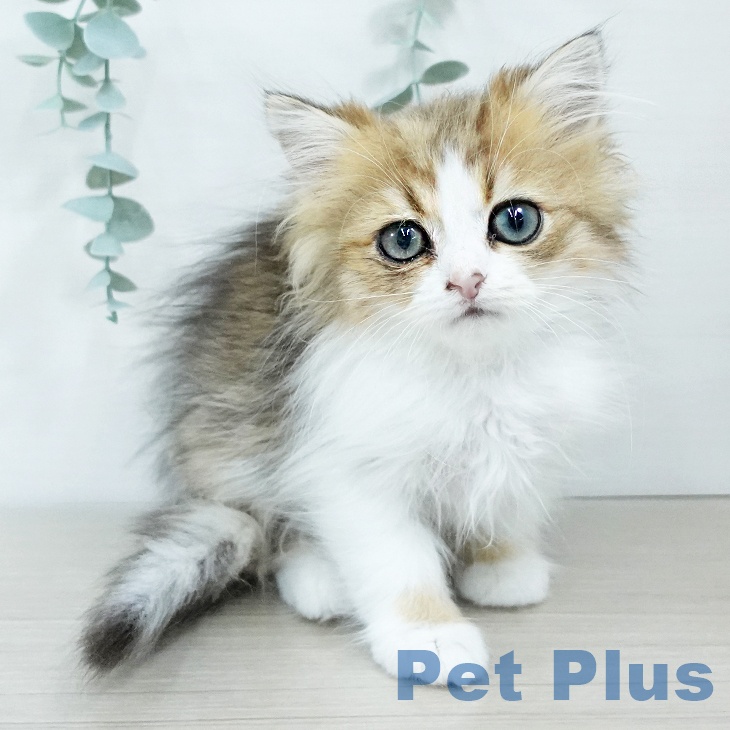 神奈川県のミヌエット (ペットプラス ビアレ横浜店/2025年11月7日生まれ/女の子/ブラウンマッカレルタビーホワイト)の子猫の2枚目の画像