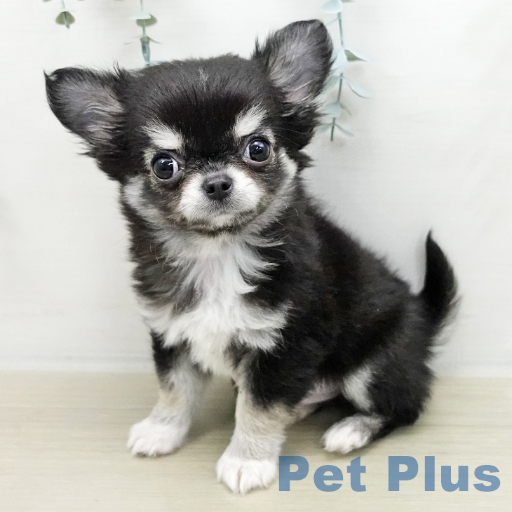 千葉県のチワワ(ロング) (ペットプラス 幕張新都心店/2025年11月9日生まれ/男の子/ブラックタンホワイト)の子犬の1枚目の画像