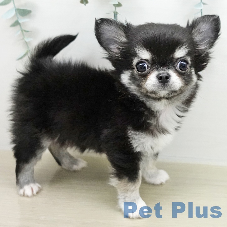 千葉県のチワワ(ロング) (ペットプラス 幕張新都心店/2025年11月9日生まれ/男の子/ブラックタンホワイト)の子犬の2枚目の画像