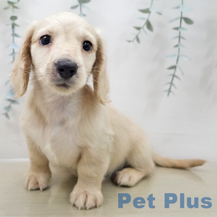 長野県のミニチュアダックスフンド(ロング) (ペットプラス 須坂店/2025年11月8日生まれ/男の子/イエロー)の子犬の1枚目の画像