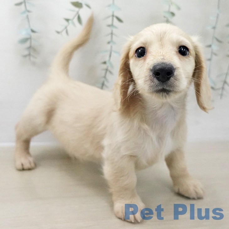 長野県のミニチュアダックスフンド(ロング) (ペットプラス 須坂店/2025年11月8日生まれ/男の子/イエロー)の子犬の2枚目の画像