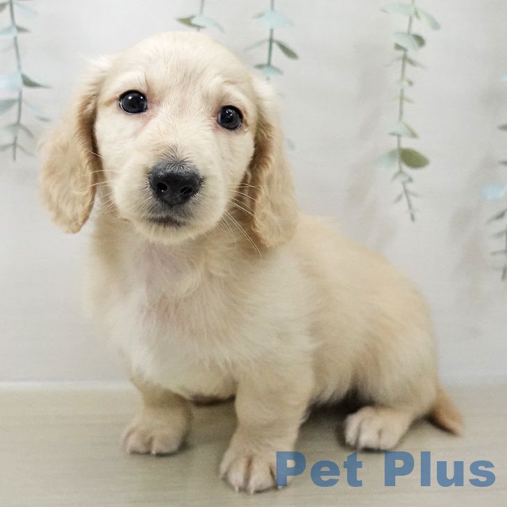 茨城県のミニチュアダックスフンド(ロング) (ペットプラス つくば店/2025年11月8日生まれ/男の子/イエロー)の子犬の1枚目の画像