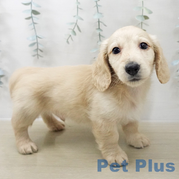 茨城県のミニチュアダックスフンド(ロング) (ペットプラス つくば店/2025年11月8日生まれ/男の子/イエロー)の子犬の2枚目の画像