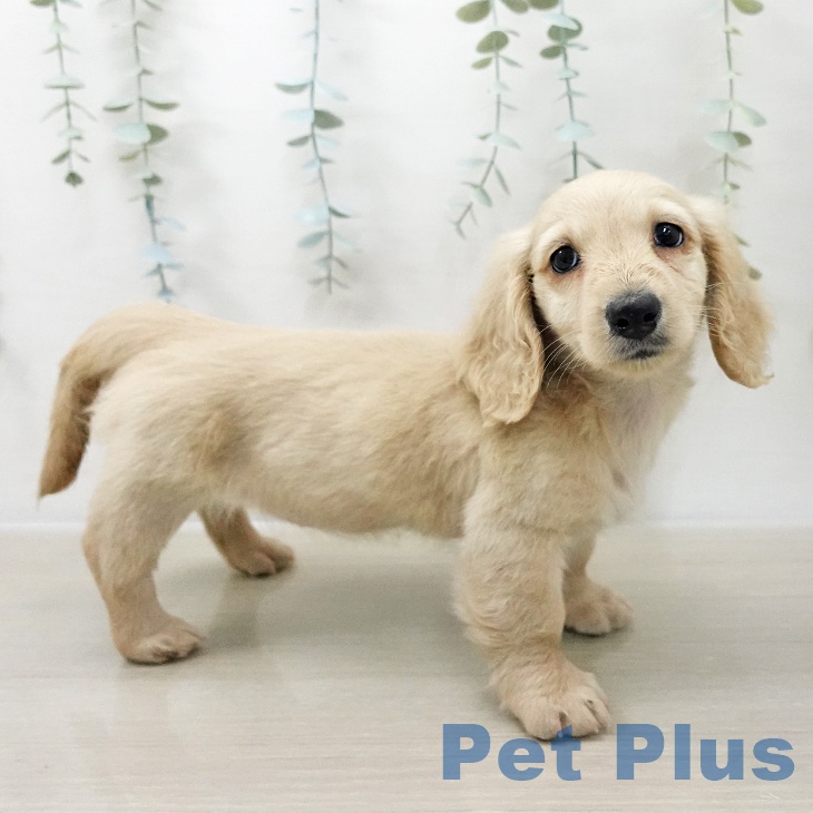 埼玉県のミニチュアダックスフンド(ロング) (ペットプラス ららぽーと富士見店/2025年11月8日生まれ/女の子/イエロー)の子犬の1枚目の画像