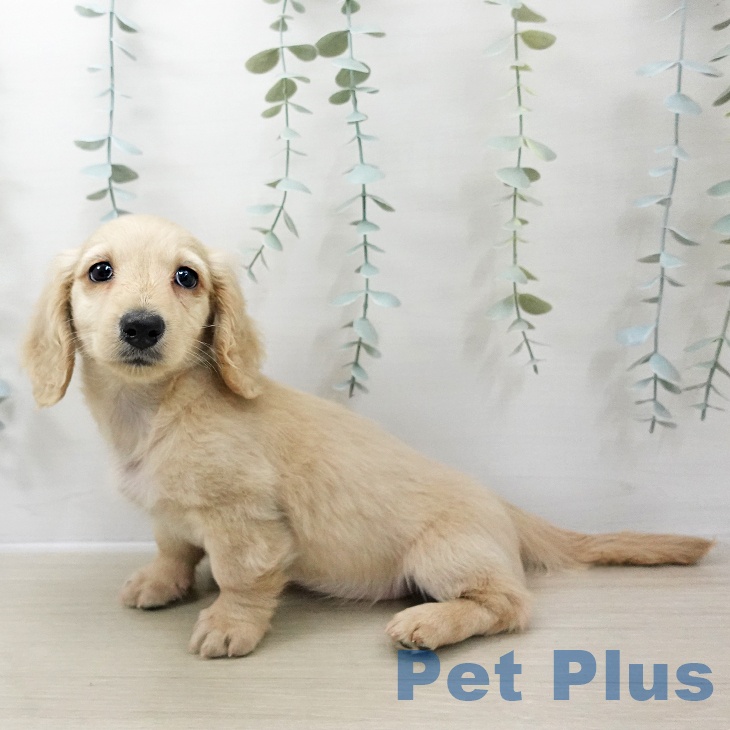 埼玉県のミニチュアダックスフンド(ロング) (ペットプラス ららぽーと富士見店/2025年11月8日生まれ/女の子/イエロー)の子犬の2枚目の画像