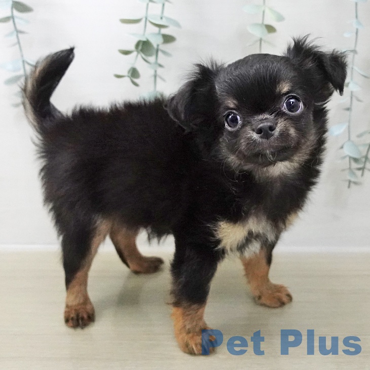 神奈川県のチワワ(ロング) (ペットプラス 湘南平塚店/2025年11月7日生まれ/男の子/ブラックタンホワイト)の子犬の1枚目の画像
