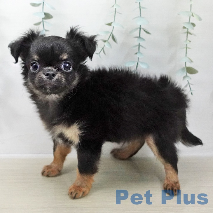 神奈川県のチワワ(ロング) (ペットプラス 湘南平塚店/2025年11月7日生まれ/男の子/ブラックタンホワイト)の子犬の2枚目の画像