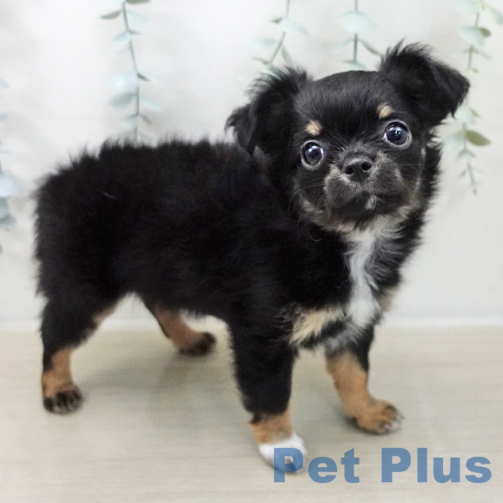 長野県のチワワ(ロング) (ペットプラス 須坂店/2025年11月7日生まれ/女の子/ブラックタンホワイト)の子犬の1枚目の画像