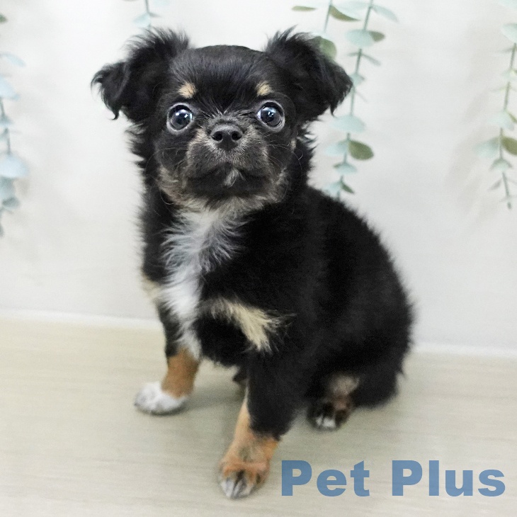 長野県のチワワ(ロング) (ペットプラス 須坂店/2025年11月7日生まれ/女の子/ブラックタンホワイト)の子犬の2枚目の画像