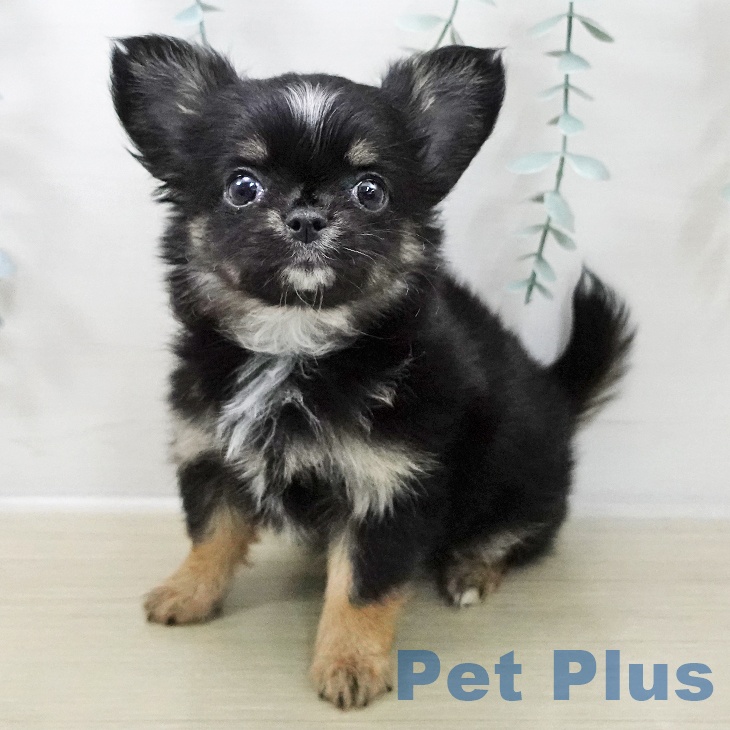岩手県のチワワ(ロング) (ペットプラス 盛岡南店/2025年11月7日生まれ/女の子/ブラックタンホワイト)の子犬の1枚目の画像