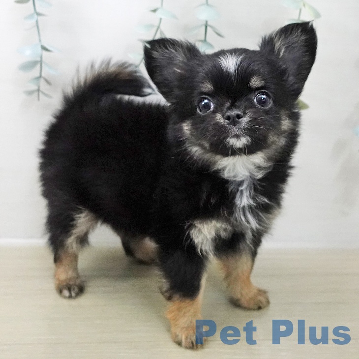 岩手県のチワワ(ロング) (ペットプラス 盛岡南店/2025年11月7日生まれ/女の子/ブラックタンホワイト)の子犬の2枚目の画像