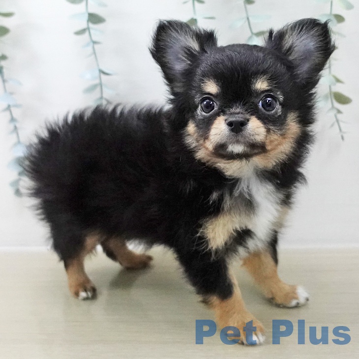 千葉県のチワワ(ロング) (ペットプラス 幕張新都心店/2025年11月7日生まれ/女の子/ブラックタンホワイト)の子犬の1枚目の画像