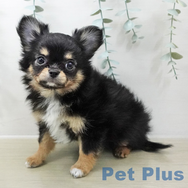 千葉県のチワワ(ロング) (ペットプラス 幕張新都心店/2025年11月7日生まれ/女の子/ブラックタンホワイト)の子犬の2枚目の画像