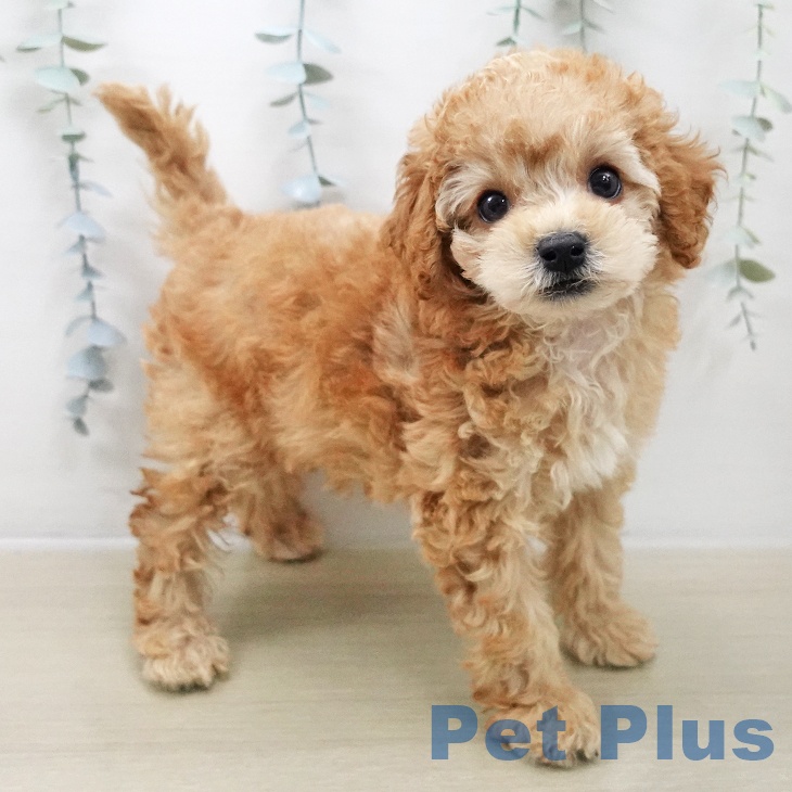 山梨県のトイプードル(トイ) (ペットプラス 甲府昭和店/2025年11月8日生まれ/男の子/アプリコット)の子犬の1枚目の画像