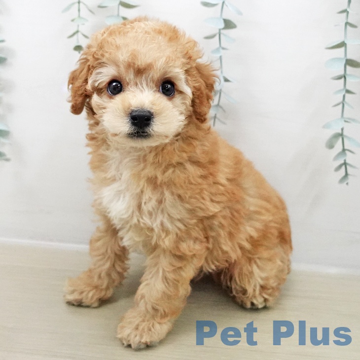 山梨県のトイプードル(トイ) (ペットプラス 甲府昭和店/2025年11月8日生まれ/男の子/アプリコット)の子犬の2枚目の画像