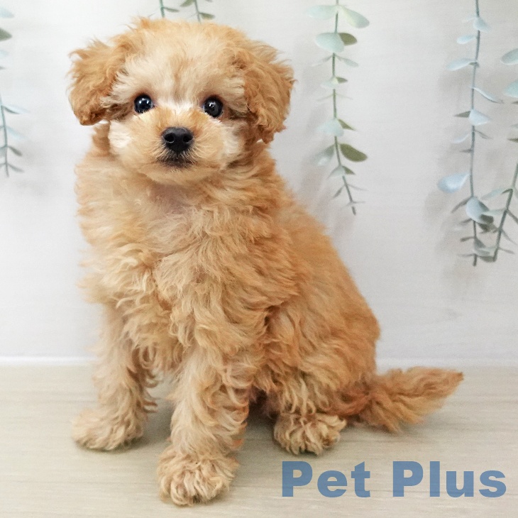埼玉県のトイプードル(トイ) (ペットプラス ららぽーと富士見店/2025年11月8日生まれ/男の子/アプリコット)の子犬の1枚目の画像