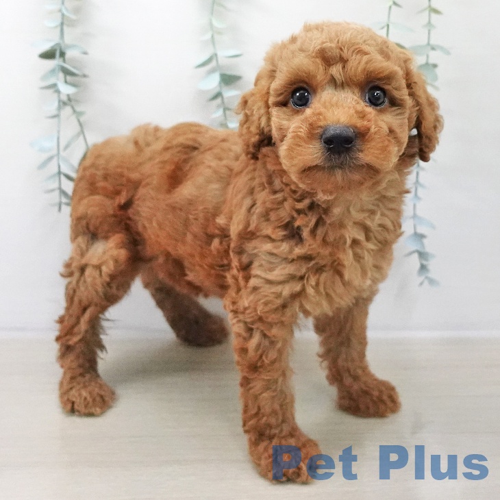 神奈川県のトイプードル(トイ) (ペットプラス 相模原並木店/2025年11月10日生まれ/男の子/レッド)の子犬の1枚目の画像