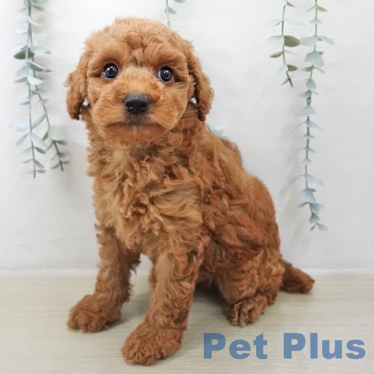 神奈川県のトイプードル(トイ) (ペットプラス 相模原並木店/2025年11月10日生まれ/男の子/レッド)の子犬の2枚目の画像