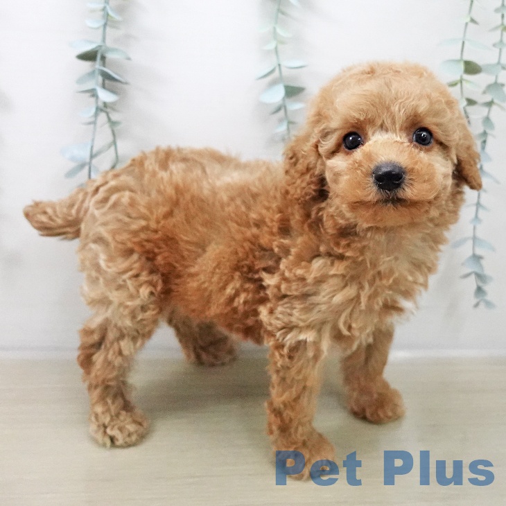長野県のトイプードル(トイ) (ペットプラス 長野店/2025年11月10日生まれ/男の子/アプリコット)の子犬の2枚目の画像