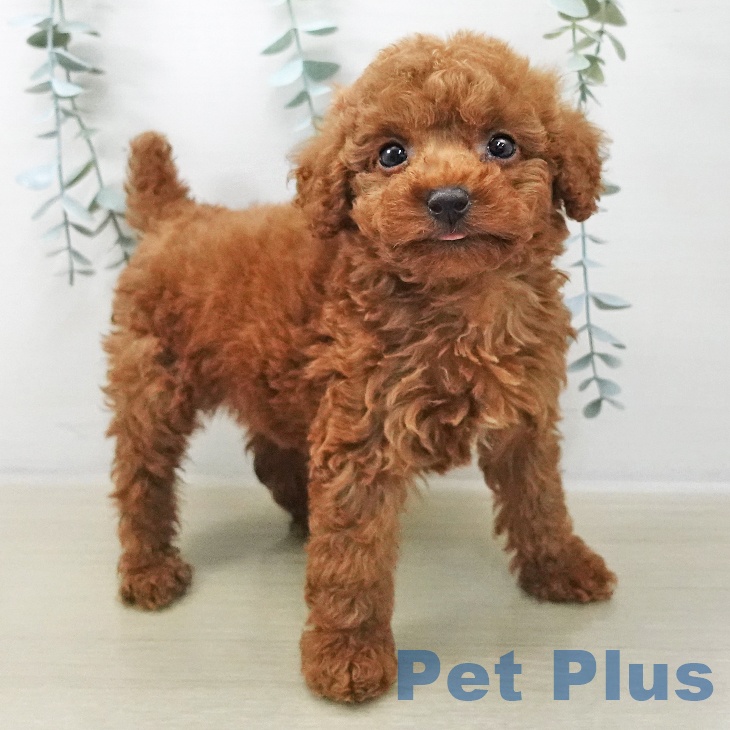 埼玉県のトイプードル(トイ) (ペッツワン 新座店/2025年11月10日生まれ/男の子/レッド)の子犬の1枚目の画像