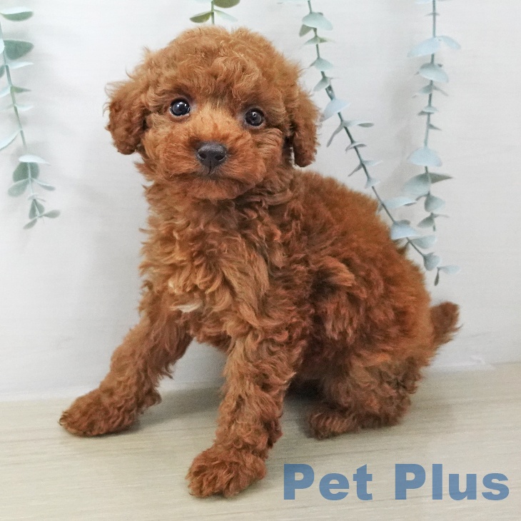 埼玉県のトイプードル(トイ) (ペッツワン 新座店/2025年11月10日生まれ/男の子/レッド)の子犬の2枚目の画像