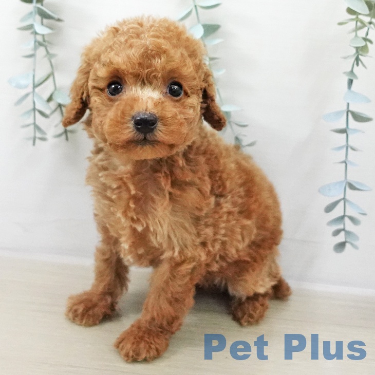 神奈川県のトイプードル(トイ) (ペットプラス 天王町店/2025年11月10日生まれ/男の子/レッド)の子犬の1枚目の画像