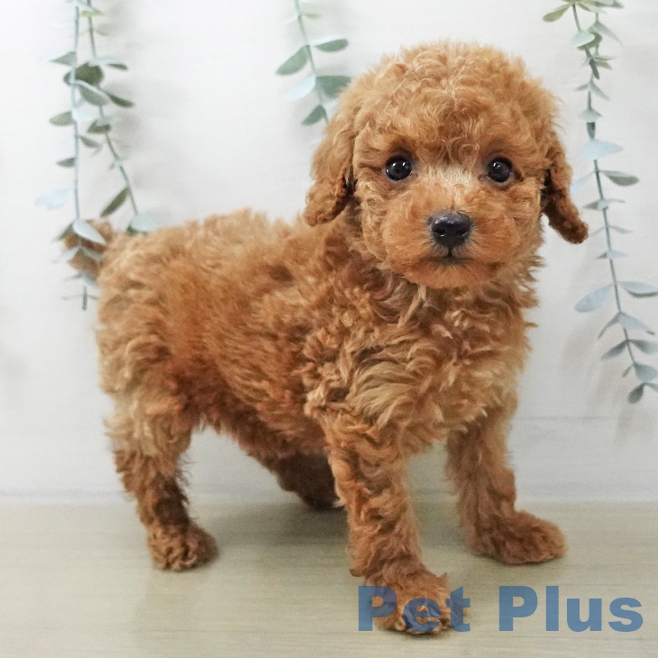 神奈川県のトイプードル(トイ) (ペットプラス 天王町店/2025年11月10日生まれ/男の子/レッド)の子犬の2枚目の画像