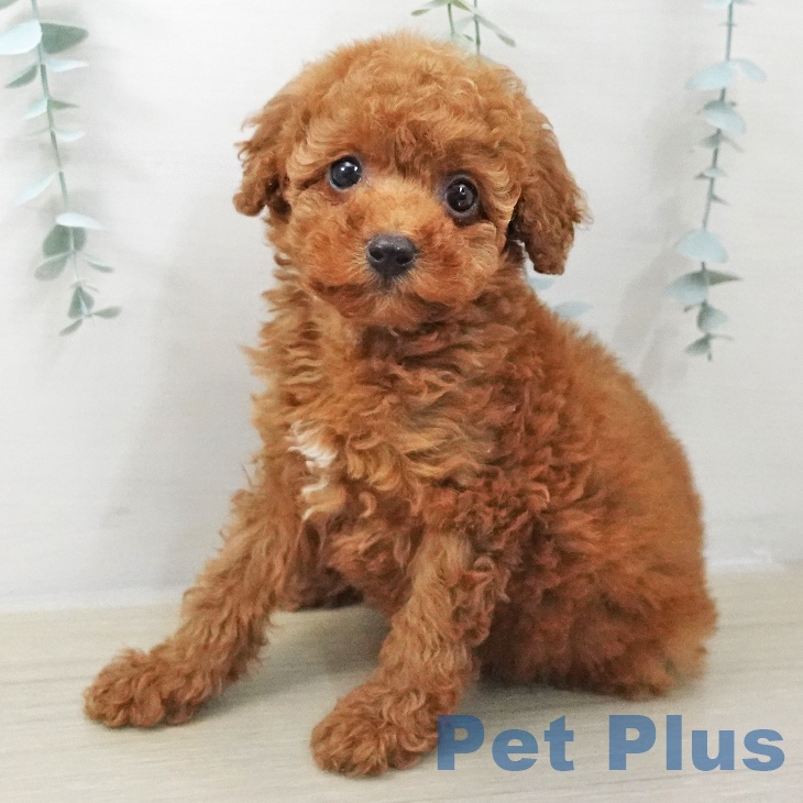 群馬県のトイプードル(トイ) (ペットプラス イオンモール太田店/2025年11月10日生まれ/女の子/レッド)の子犬の1枚目の画像