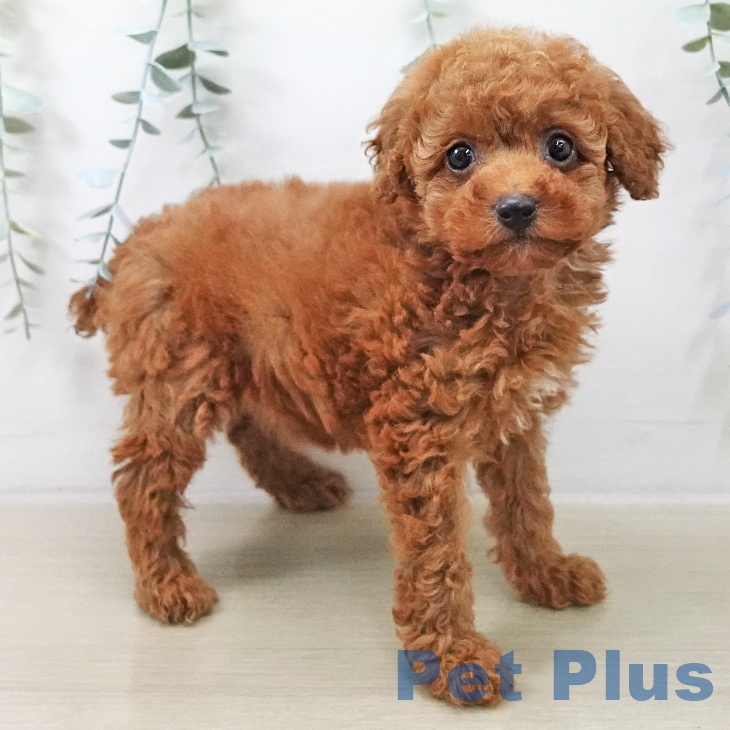 群馬県のトイプードル(トイ) (ペットプラス イオンモール太田店/2025年11月10日生まれ/女の子/レッド)の子犬の2枚目の画像