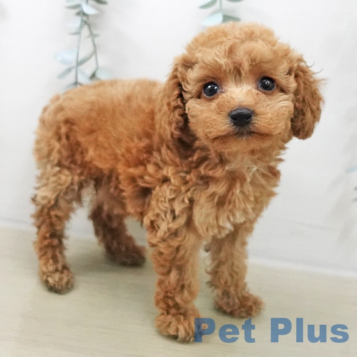 埼玉県のトイプードル(トイ) (ペッツワン 吉川美南店/2025年11月10日生まれ/女の子/レッド)の子犬の1枚目の画像